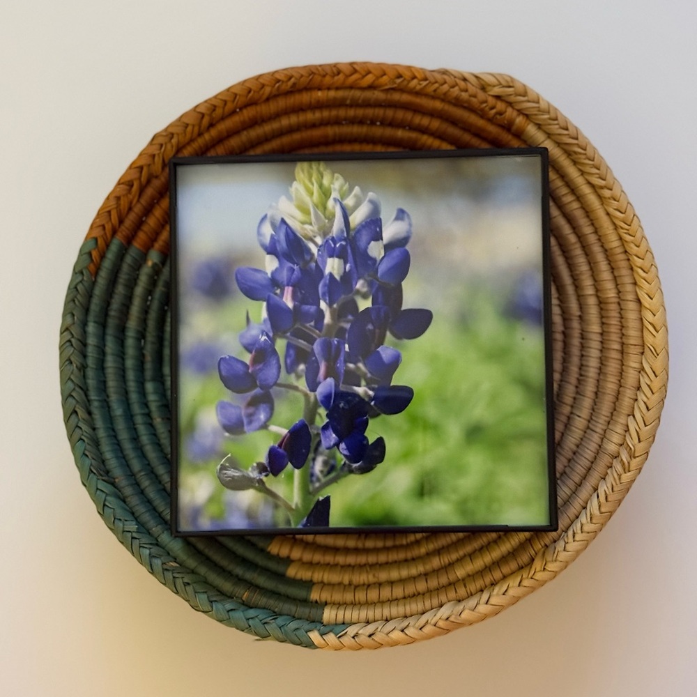 🪻🌿 4x4 Bluebonnet Print in Simple Frame